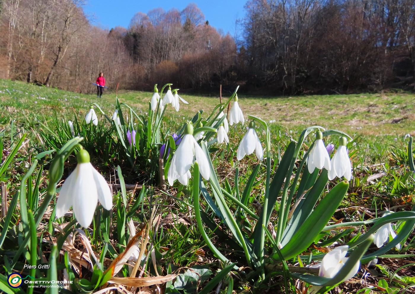 25 Galanthus nivalis (Bucanevi) nel prato.JPG